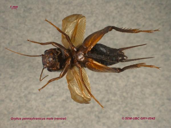 Photo of Gryllus pennsylvanicus by Spencer Entomological Museum